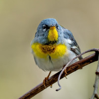 Northern Parula