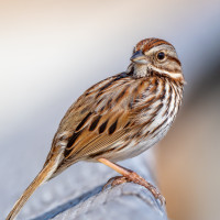 Song Sparrow