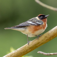 Bay-breasted Warbler