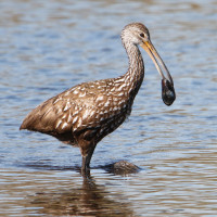 Limpkin