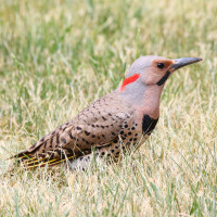 Northern Flicker