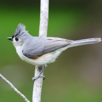 Tufted Titmouse