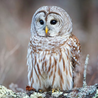 Barred Owl