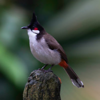 Red-whiskered Bulbul