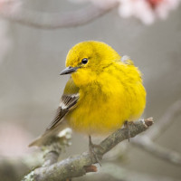 Pine Warbler