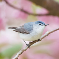 Blue-gray Gnatcatcher