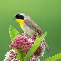 Common Yellowthroat