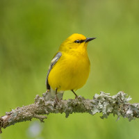 Blue-winged Warbler