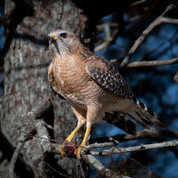 Red-shouldered Hawk