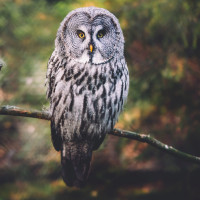 Great Grey Owl