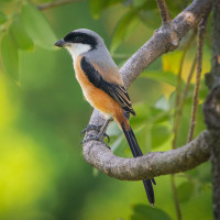 Long-tailed Shrike