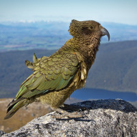 Kea