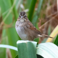 Swamp Sparrow