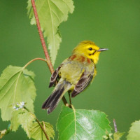 Prairie Warbler