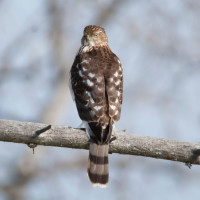 Cooper's Hawk