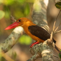 Brown-winged Kingfisher