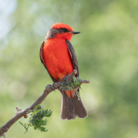 Vermilion Flycatcher