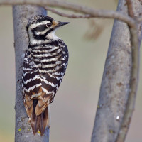 Nuttall's Woodpecker