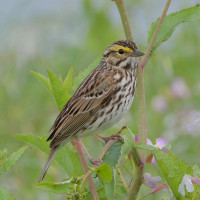 Savannah Sparrow