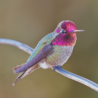 Anna's Hummingbird