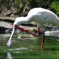 African Spoonbill