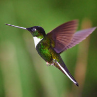 Collared Inca