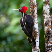 Pale-billed Woodpecker