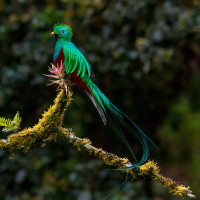 Resplendent Quetzal