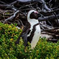 African Penguin