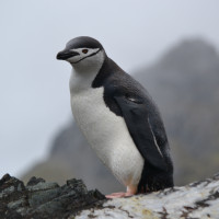 Chinstrap Penguin