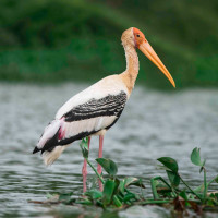 Painted Stork