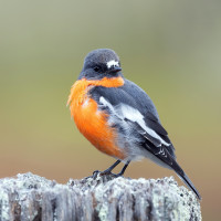 Flame Robin