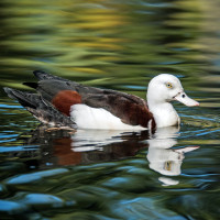 Radjah Shelduck