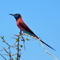 Northern Carmine Bee-eater