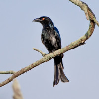 Spangled Drongo