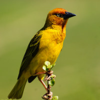 Cape Weaver