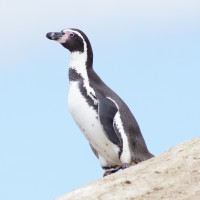 Humboldt Penguin