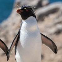 Southern Rockhopper Penguin