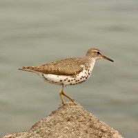 Spotted Sandpiper