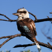 Laughing Kookaburra