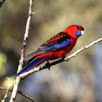 Crimson Rosella