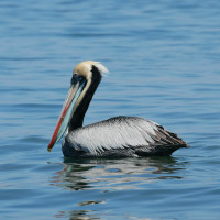 Peruvian Pelican