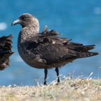 Brown Skua