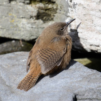 Cobb's Wren