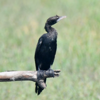 Little Cormorant