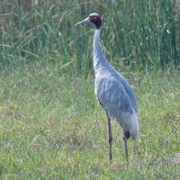 Sarus Crane