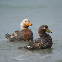 Falkland Steamer-Duck