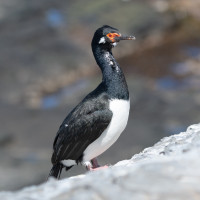 Magellanic Cormorant