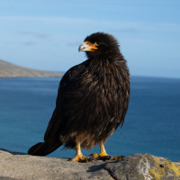 Striated Caracara