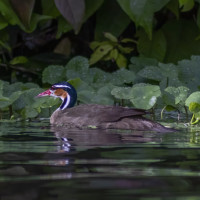 Sungrebe